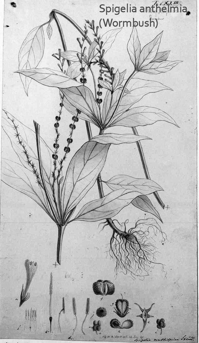 Spigelia Anthelmia (Wormbush)